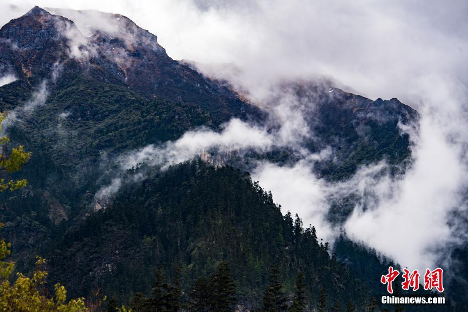 Scientists observed a change in migration patterns of a popular bird species