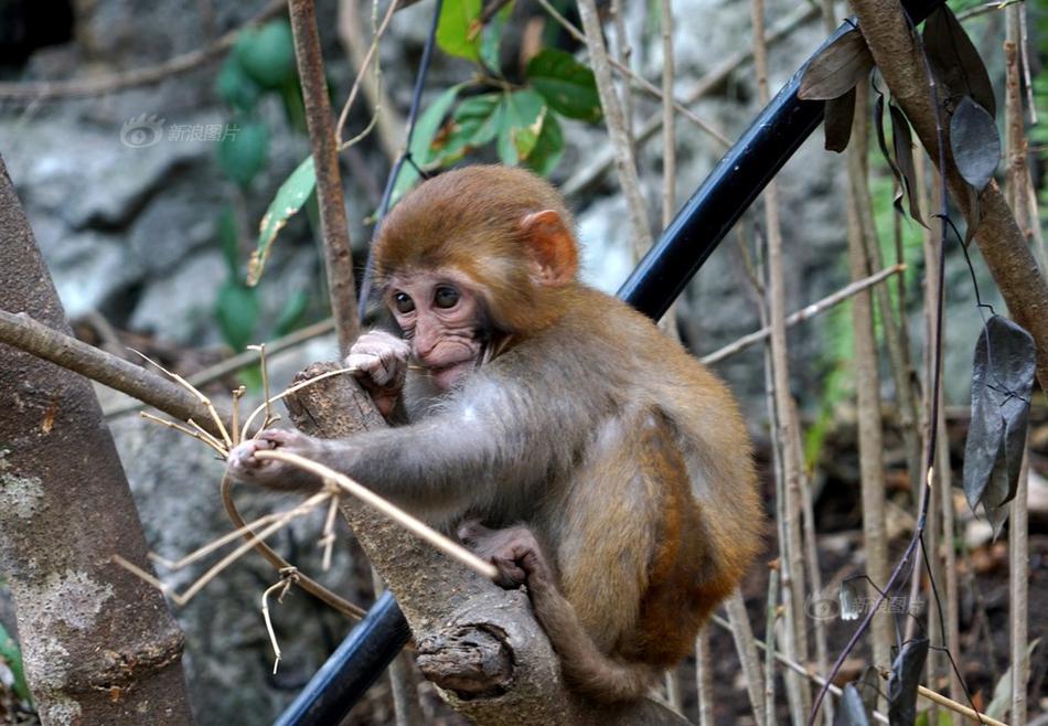 A global organization warned about a shortage of medical supplies in developing countries calling for more donations