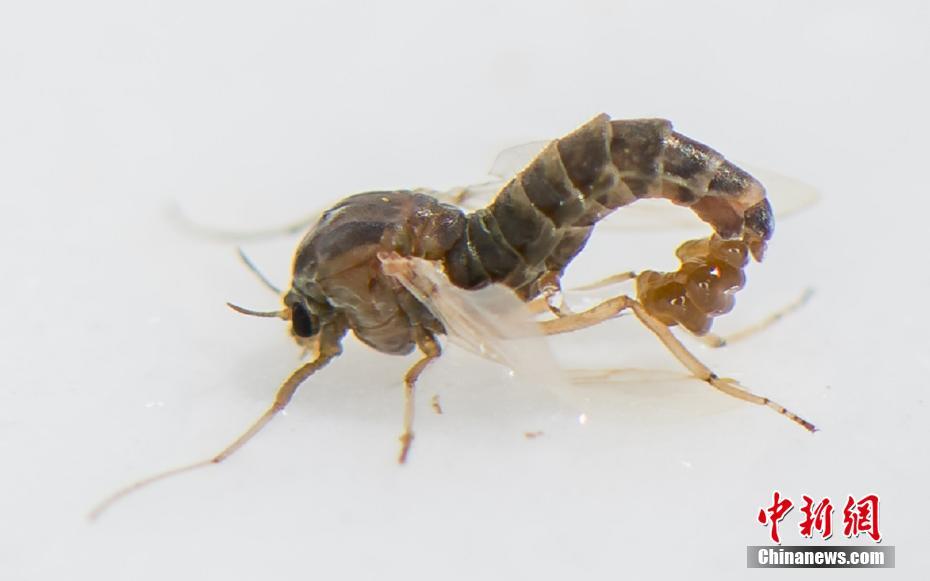 A musician released a new single that was played on 15 regional radio stations