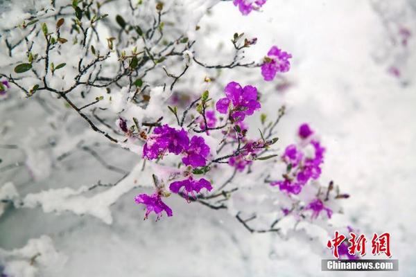 The local zoo celebrated the birth of a baby giraffe as part of its endangered species program