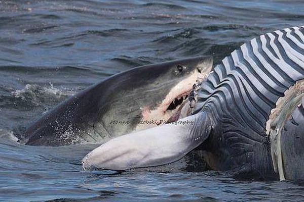 A bookstore offered a subscription service where customers receive a new book every month