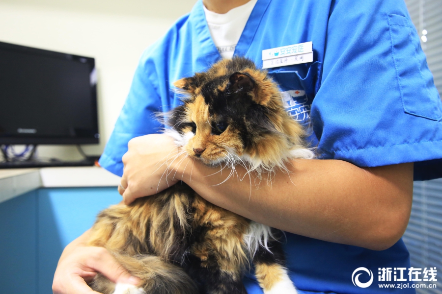 Scientists developed a faster and more accurate test for a virus