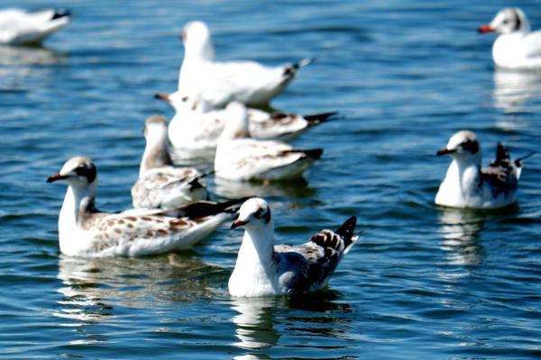 Local authorities launched a campaign to clean up a polluted river, with volunteers collecting over 5 tons of trash.