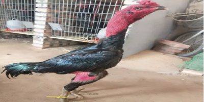 A software company launched a new app that helps users track their fitness goals and progress