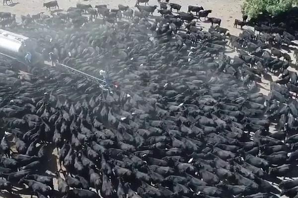 A local bakery won first place at a national baking competition for its blueberry pie