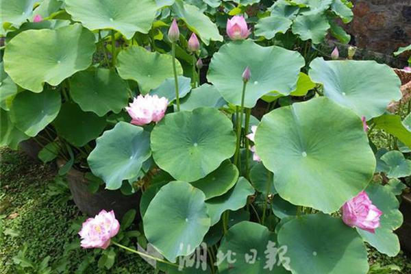 The World Bank provided funding to build new healthcare clinics in rural areas of a developing country