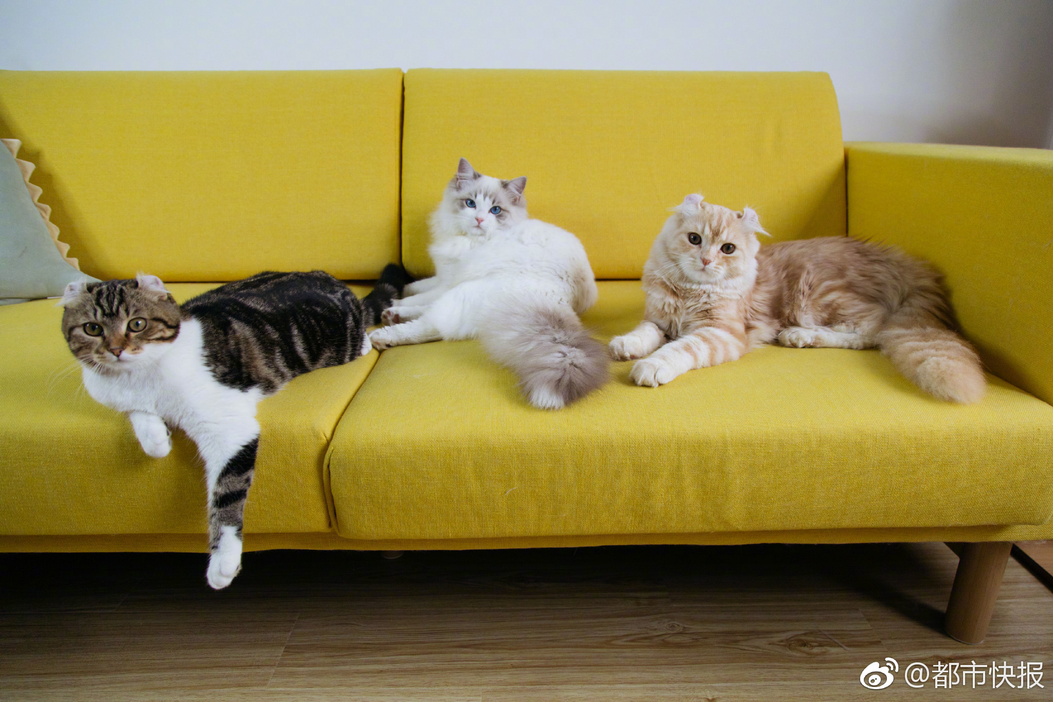A community garden hosted a harvest festival with live music and a potluck of garden-grown food