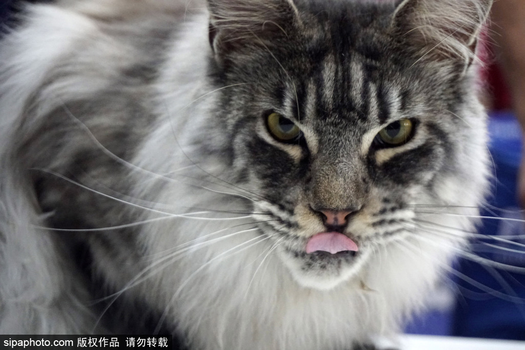 Pet hospital offers 24 hour emergency care for pets