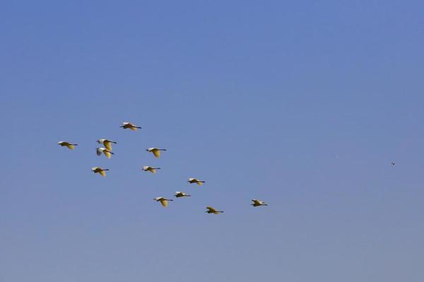 Doctors advised people with chronic conditions to get flu shots early this year