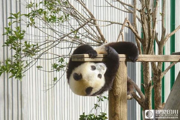 A major airline offered discounted tickets for early bookings