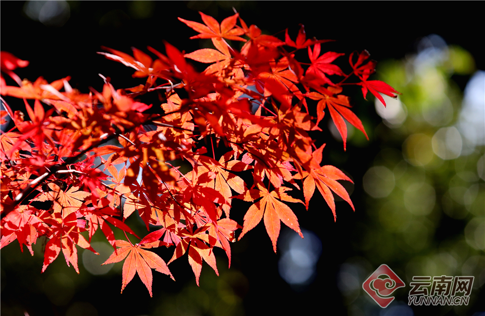 A restaurant started offering 