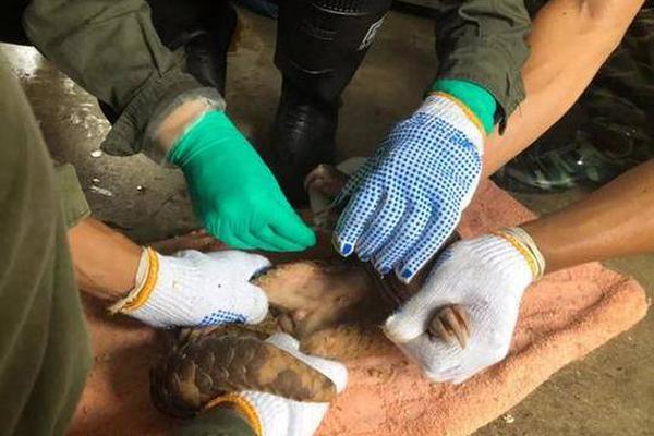 A professional athlete set a new national record in the 100-meter sprint at a recent competition