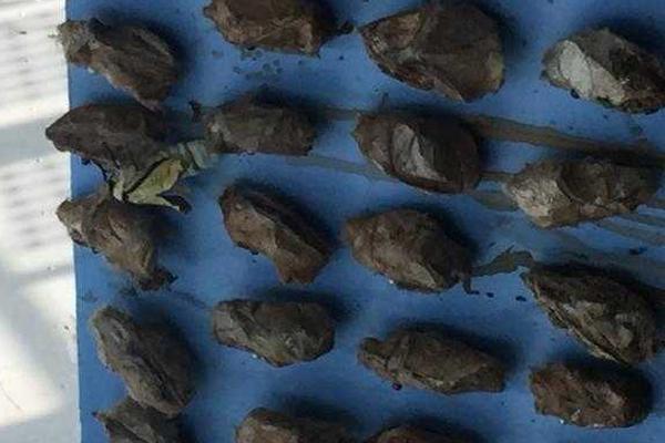 Researchers found that spending time in green spaces improves mental health