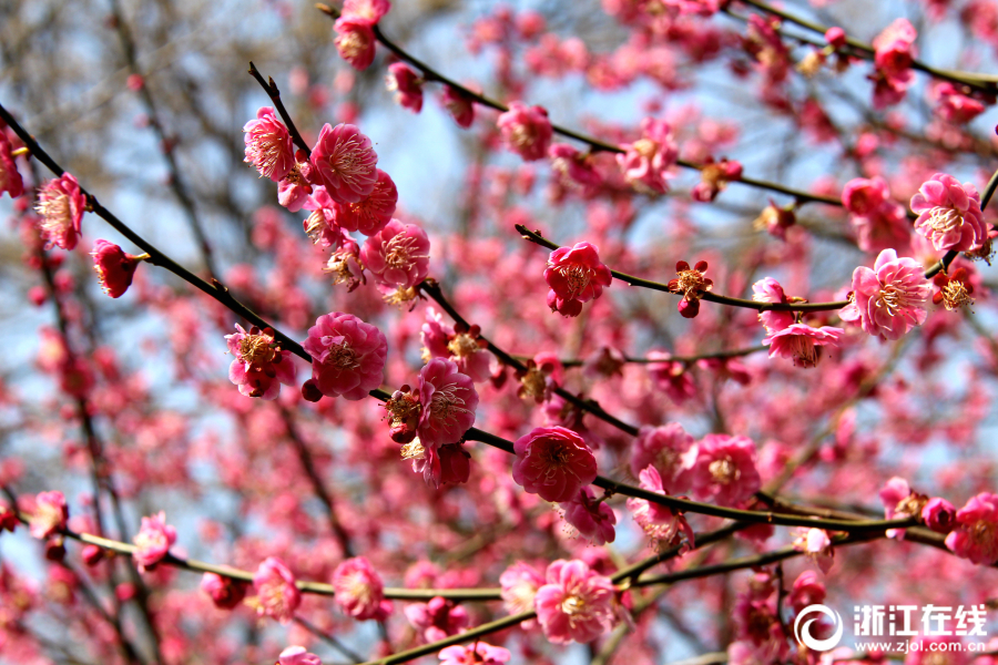 Researchers found that eating avocados daily can improve heart health by lowering bad cholesterol