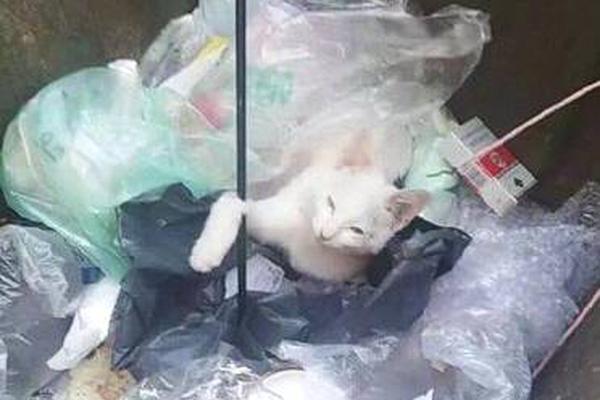 A large telecom company invested $2.2 billion in expanding 5G network coverage to remote areas