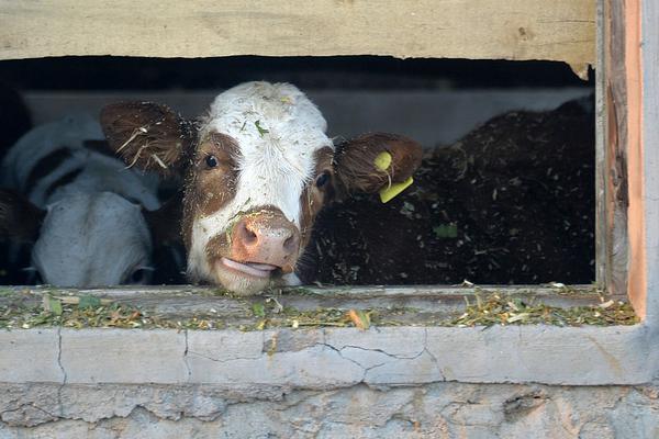 A new restaurant chain opened its first location in the downtown area
