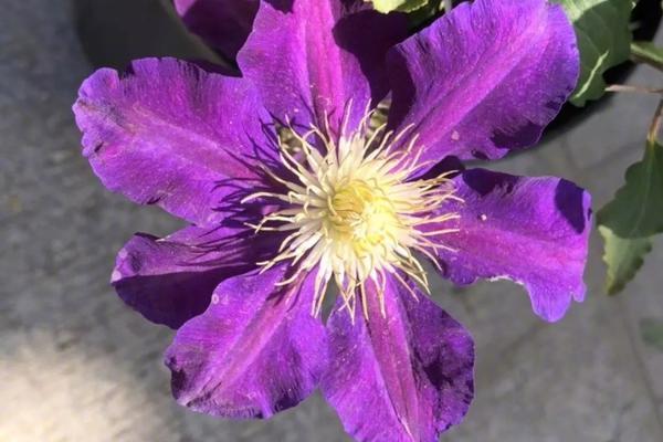 Dance troupe performs sold out shows in three major cities