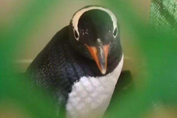 The city introduced a parking app that offers discounts for carpoolers