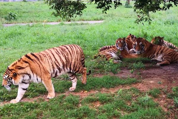 A study showed that teachers who use video lessons have more engaged students