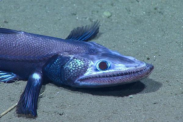 A retailer announced it would offer 30% off all products during its annual Black Friday sale