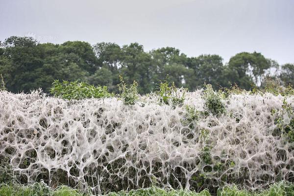 The government offered grants to businesses that develop new technologies for clean energy