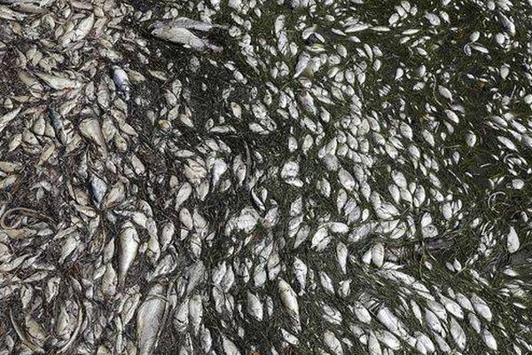 A museum hosted a lecture by a famous historian about ancient civilizations