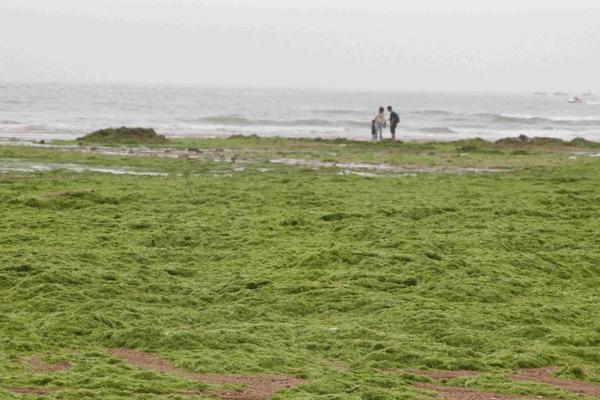 Scientists discovered a way to use algae to produce biofuel