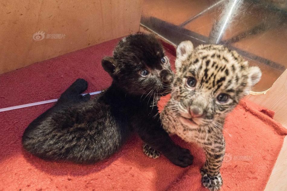 A toy store introduced a line of educational toys that teach children about science and math