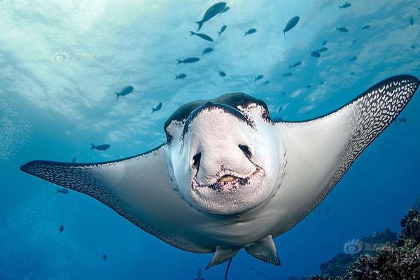 A popular music artist released a new album which topped the charts in over 22 countries within 24 hours