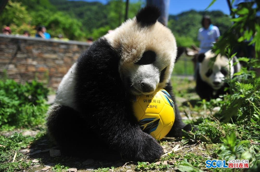 A community garden donated 120 pounds of peas to a local food bank