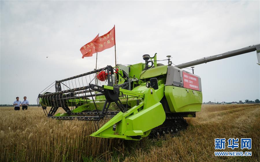 A pet rescue organization started a 