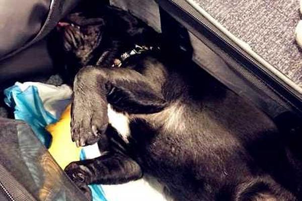 A popular music festival revealed its lineup including many world-famous singers