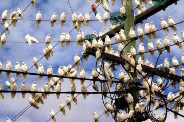 Chocolate shop creates artisanal truffles with unique flavors