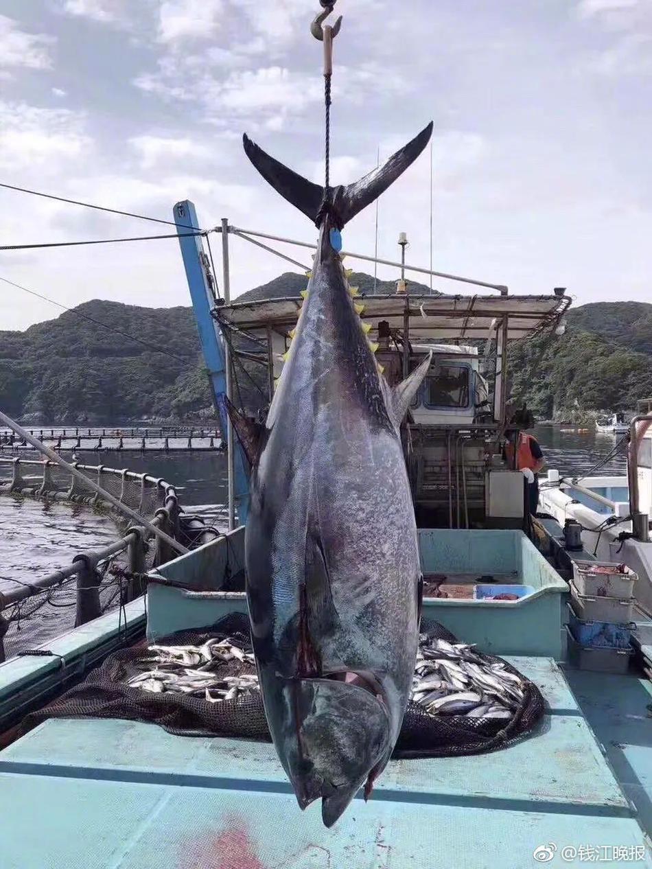 A study showed that drinking green tea daily improves brain function and memory