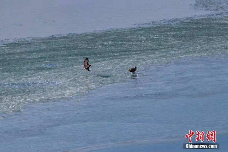 Cross country team sets new school record at state competition