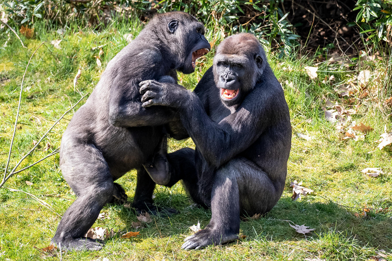 A coffee shop started roasting its own beans on-site, offering customers fresh brews daily