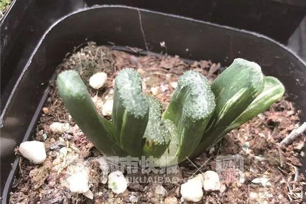 The fire department put out a big fire in a commercial building in the city center