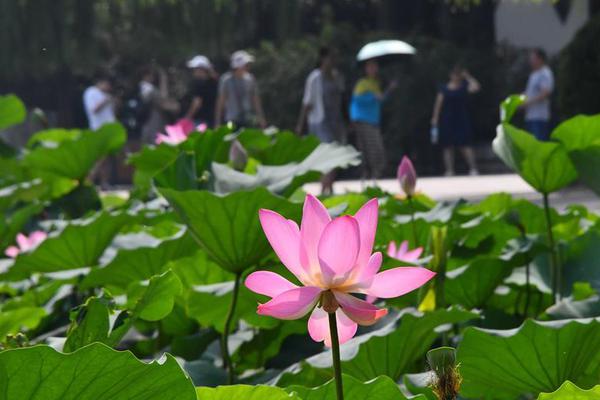 A city council voted to increase green spaces by building three new community parks