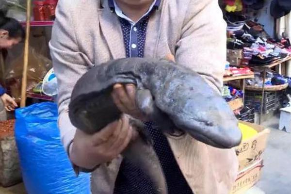 A taxi company offered 