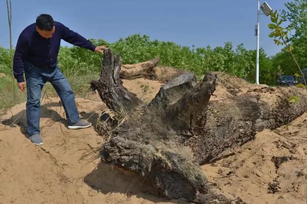 Shoe brand makes sneakers from recycled ocean plastic