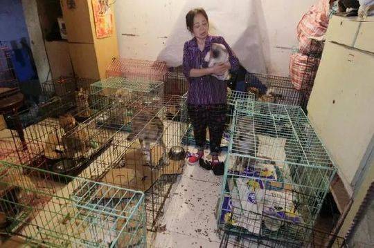 A pet rescue organization started a 