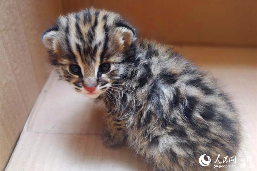 Doctors developed a new treatment for a rare genetic disorder using gene therapy