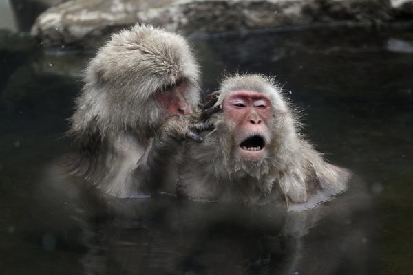 Plant nursery sells native plants that support local pollinators