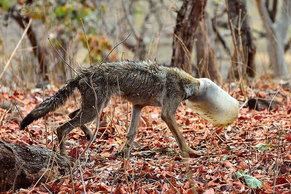 A study found that drinking green tea regularly can improve brain function and memory