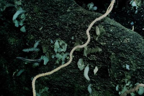 A fire department responded to a small wildfire in a rural area and contained it within hours