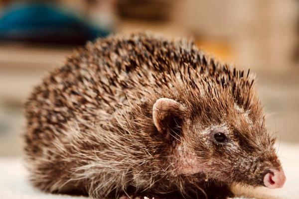 A tech company said it will release a new smartphone with a foldable screen set to hit stores next quarter