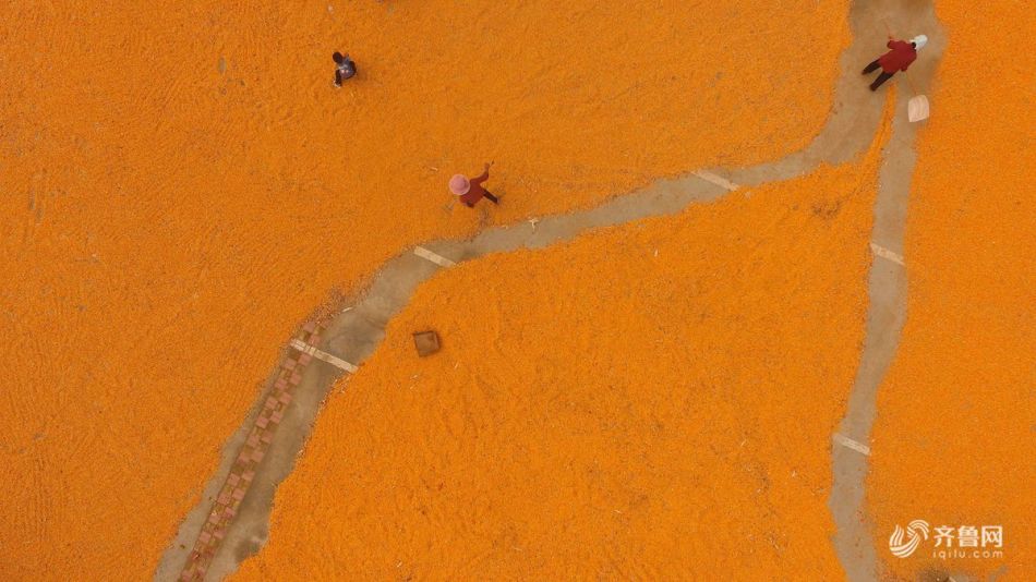 A group of environmental activists organized a peaceful protest in the capital, calling for stricter laws to protect endangered species.