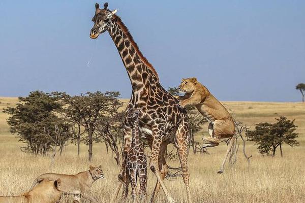 A study found that spending time with pets can improve mental health in elderly people