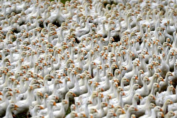 Car companies announced they will collaborate on developing affordable electric vehicles