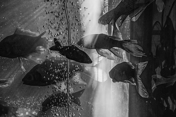 School district approves new curriculum focused on environmental education